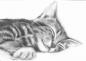 Preview: Pencil drawings / cats portrait