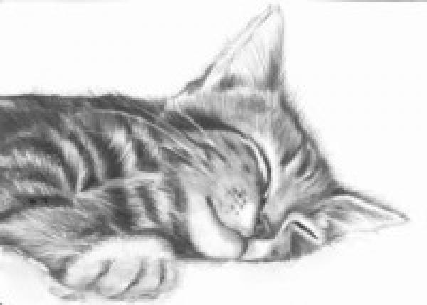 Pencil drawings / cats portrait